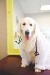 Diya, our amazing Therapy Dog